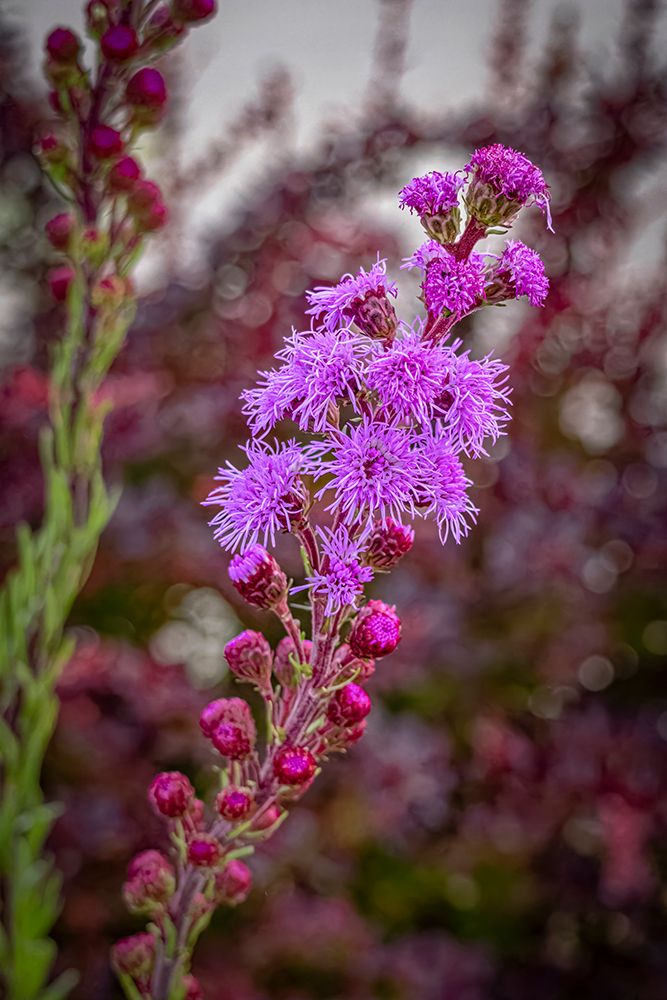 USA, Colorado, Fort Collins. Close-up of purple flowers. art print by Jaynes Gallery for $57.95 CAD