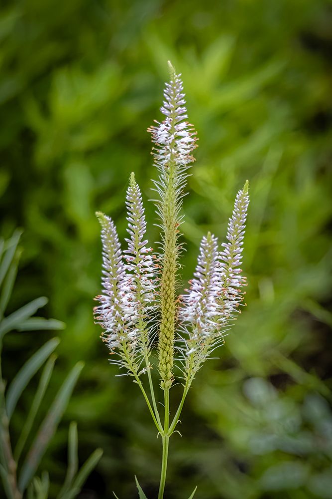 USA, Colorado, Fort Collins. Flower close-up. art print by Jaynes Gallery for $57.95 CAD