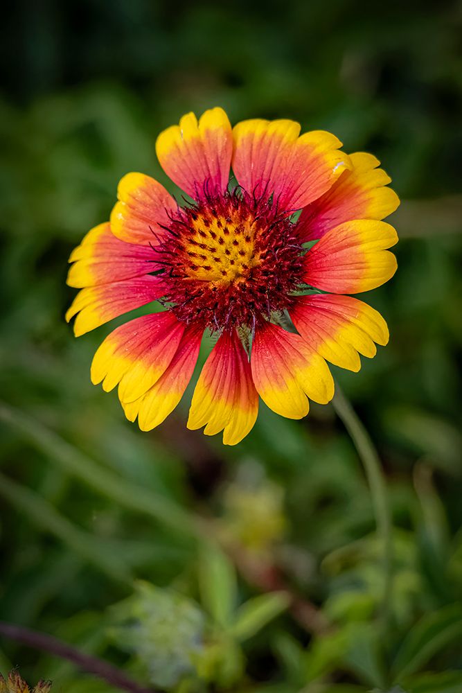 USA, Colorado, Fort Collins. Gaillardia flower close-up. art print by Jaynes Gallery for $57.95 CAD