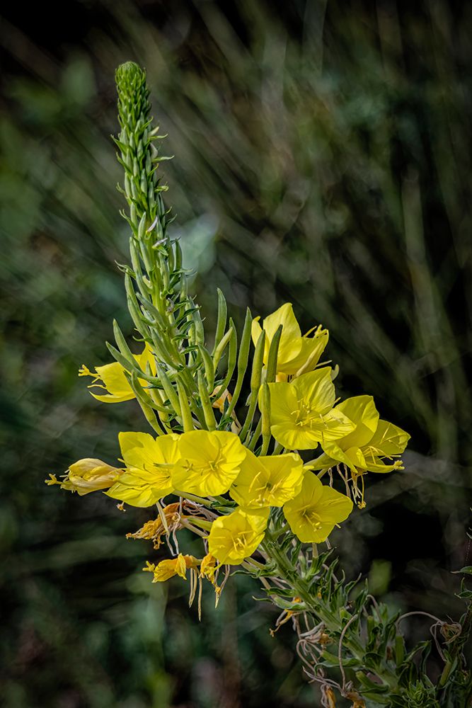 USA, Colorado, Fort Collins. Close-up of yellow flowers. art print by Jaynes Gallery for $57.95 CAD