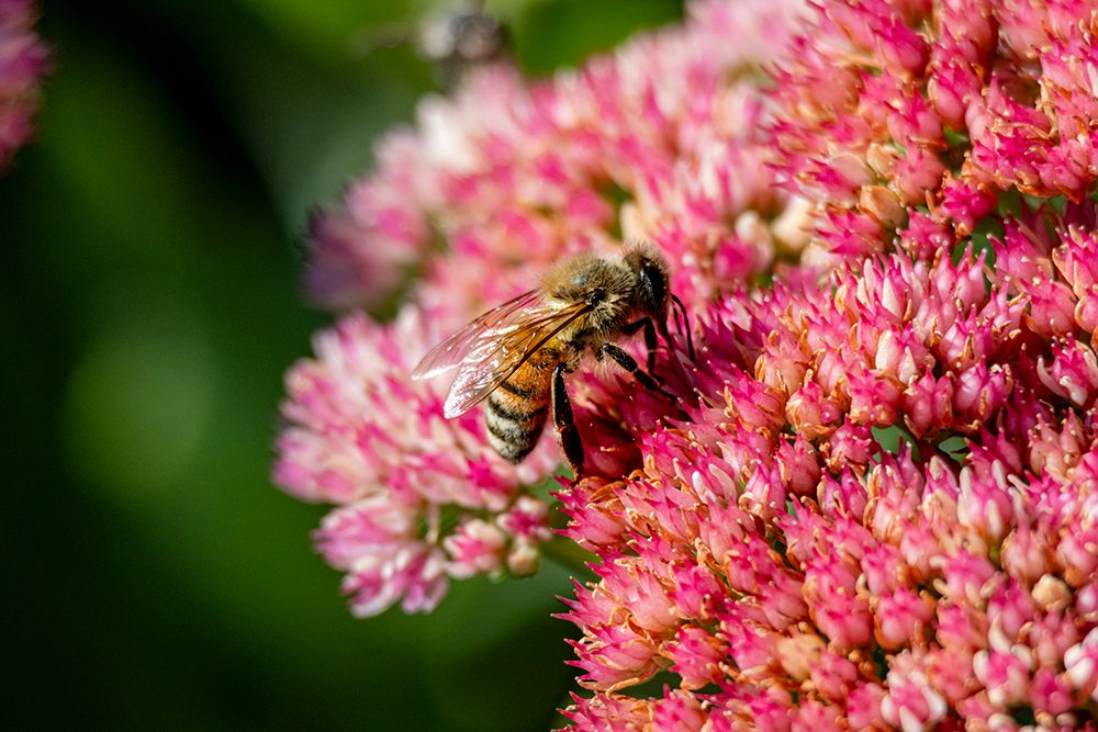 USA, Colorado, Fort Collins. Honey bee on yarrow flowers. art print by Jaynes Gallery for $57.95 CAD