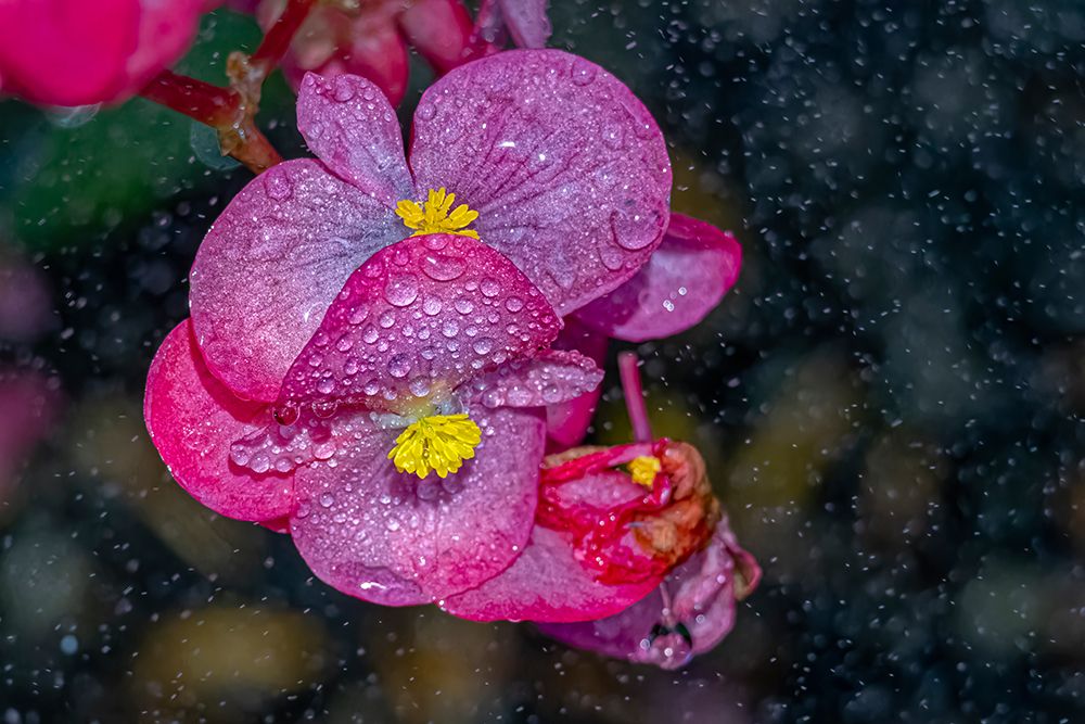 USA, Colorado, Fort Collins. Close-up of begonia flower. art print by Jaynes Gallery for $57.95 CAD
