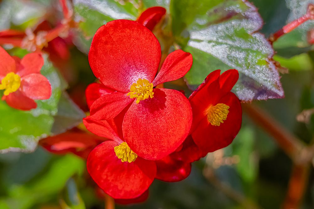 USA, Colorado, Fort Collins. Begonia flowers close-up. art print by Jaynes Gallery for $57.95 CAD