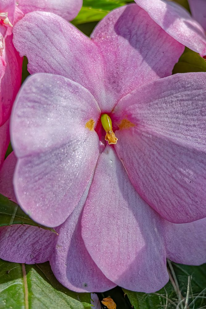 USA, Colorado, Fort Collins. Begonia flowers close-up. art print by Jaynes Gallery for $57.95 CAD