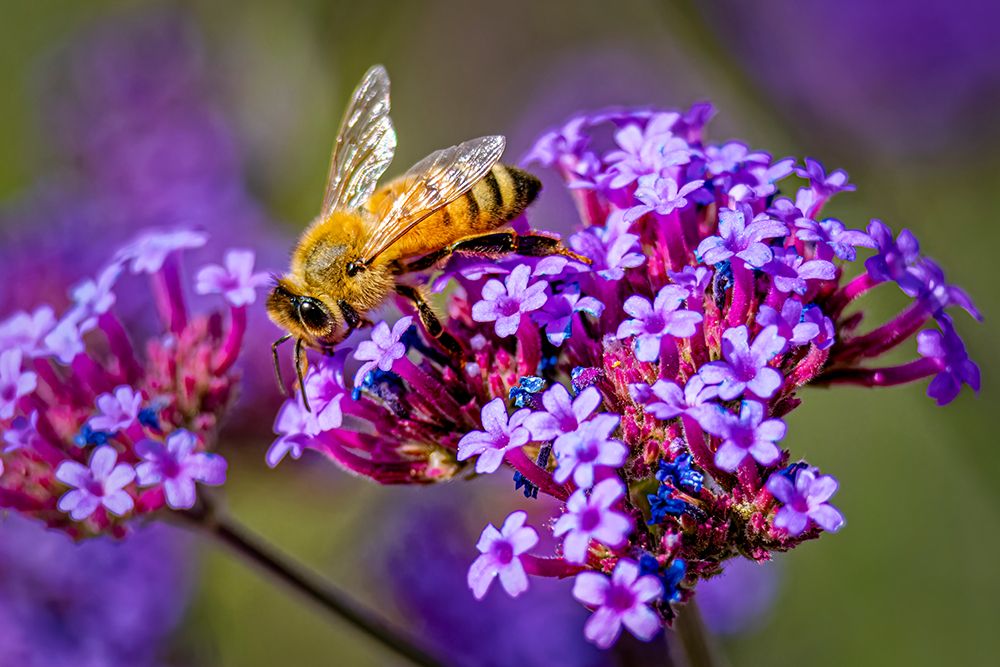 USA, Colorado, Fort Collins. Honey bee on verbena flowers. art print by Jaynes Gallery for $57.95 CAD