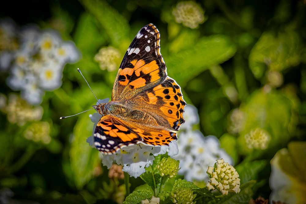 USA, Colorado, Fort Collins. Painted lady butterfly on flower. art print by Jaynes Gallery for $57.95 CAD