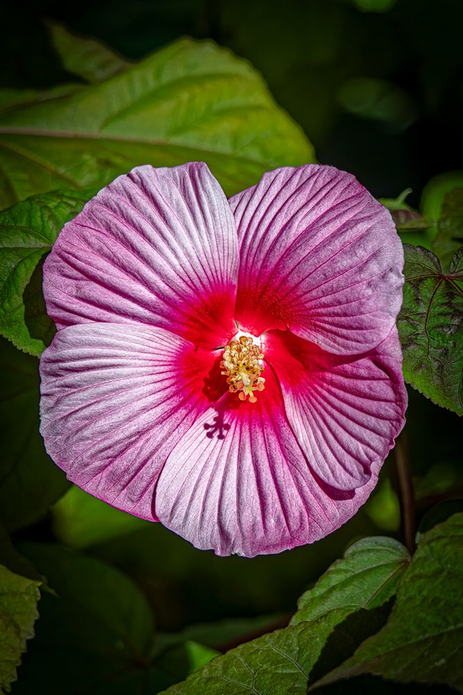 USA, Colorado, Fort Collins. Close-up of hibiscus flower. art print by Jaynes Gallery for $57.95 CAD