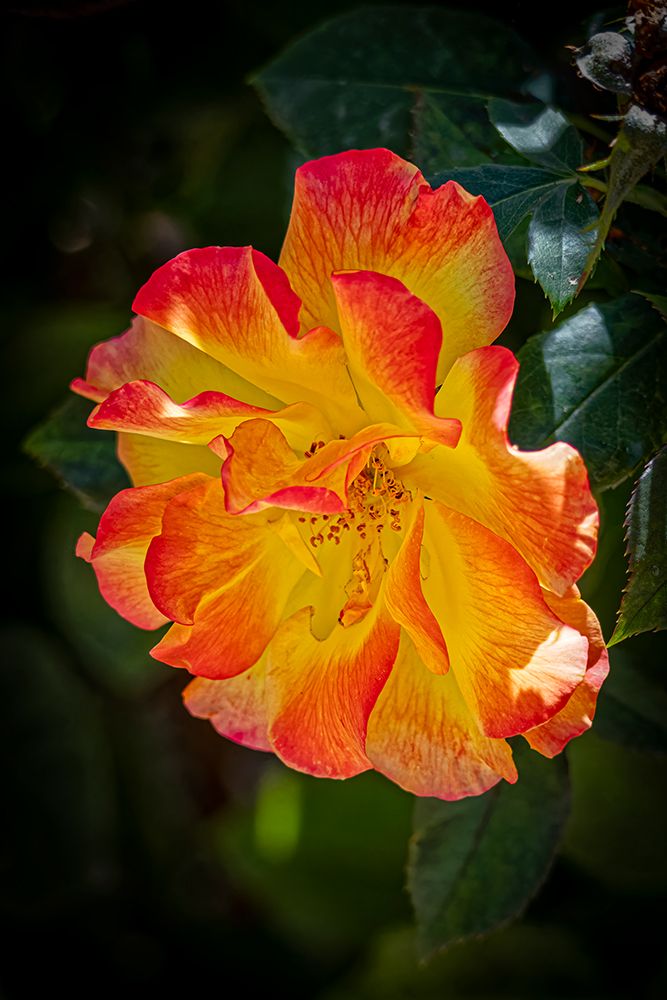 USA, Colorado, Fort Collins. Domestic rose flower close-up. art print by Jaynes Gallery for $57.95 CAD