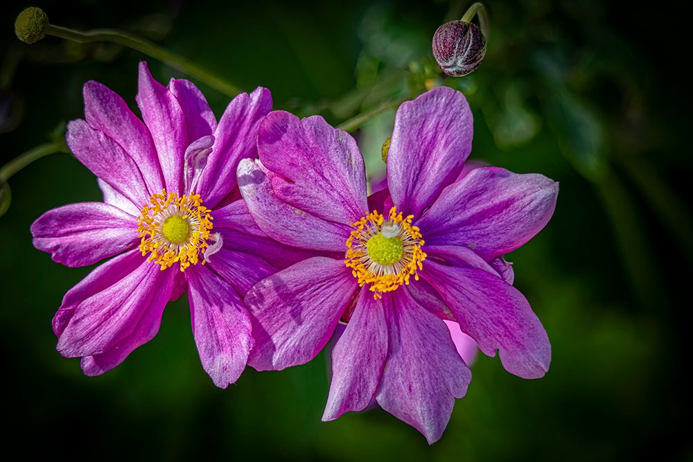 USA, Colorado, Fort Collins. Dahlia flower close-up. art print by Jaynes Gallery for $57.95 CAD