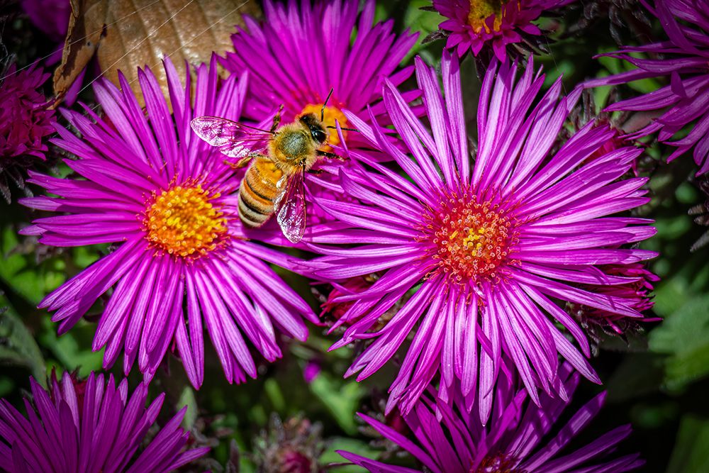 USA, Colorado, Fort Collins. Honey bee on aster flowers. art print by Jaynes Gallery for $57.95 CAD