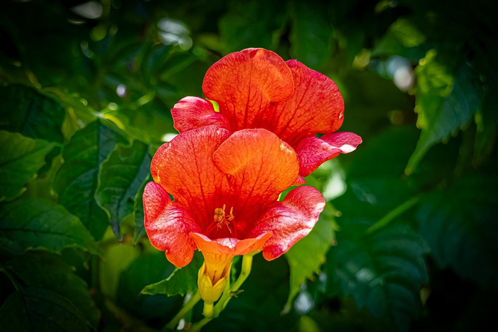 USA, Colorado, Fort Collins. Trumpet flower close-up. art print by Jaynes Gallery for $57.95 CAD