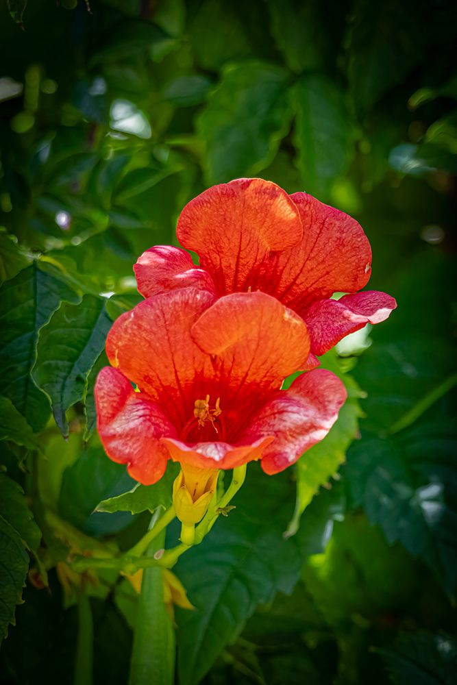 USA, Colorado, Fort Collins. Trumpet flower close-up. art print by Jaynes Gallery for $57.95 CAD