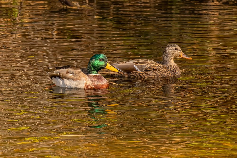 USA, Colorado, Fort Collins. American mallard duck pair in water. art print by Jaynes Gallery for $57.95 CAD