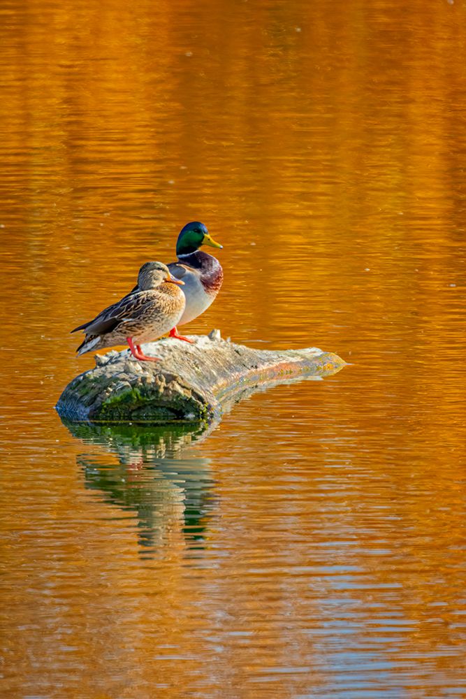 USA, Colorado, Fort Collins. Mallard duck pair on lake rock. art print by Jaynes Gallery for $57.95 CAD