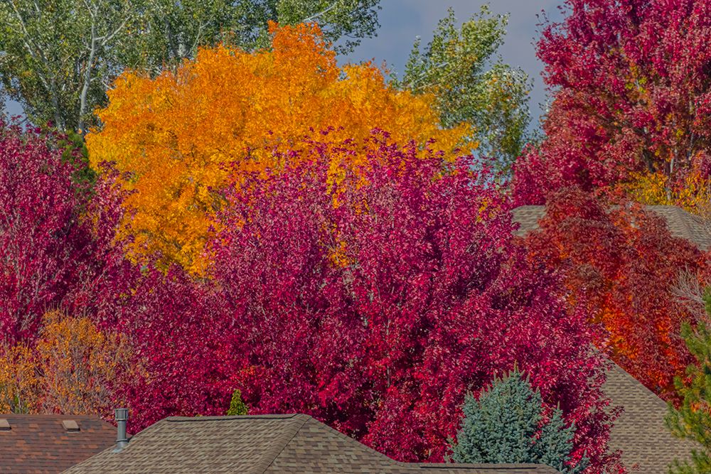 USA, Colorado, Fort Collins. Fall foliage colors. art print by Jaynes Gallery for $57.95 CAD