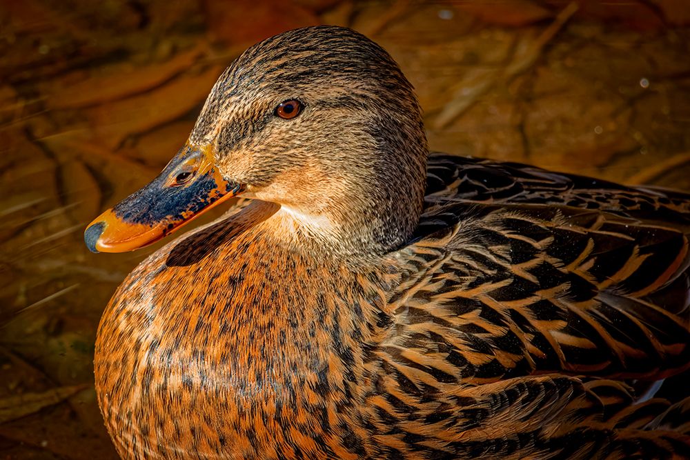 USA, Colorado, Fort Collins. Female American mallard duck in water. art print by Jaynes Gallery for $57.95 CAD