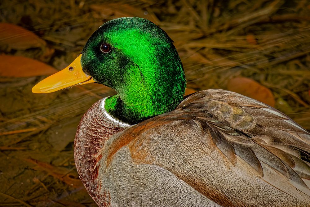 USA, Colorado, Fort Collins. Male American mallard duck in water. art print by Jaynes Gallery for $57.95 CAD