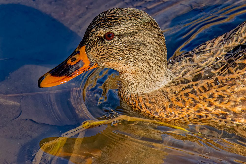 USA, Colorado, Fort Collins. Female American mallard duck in water. art print by Jaynes Gallery for $57.95 CAD