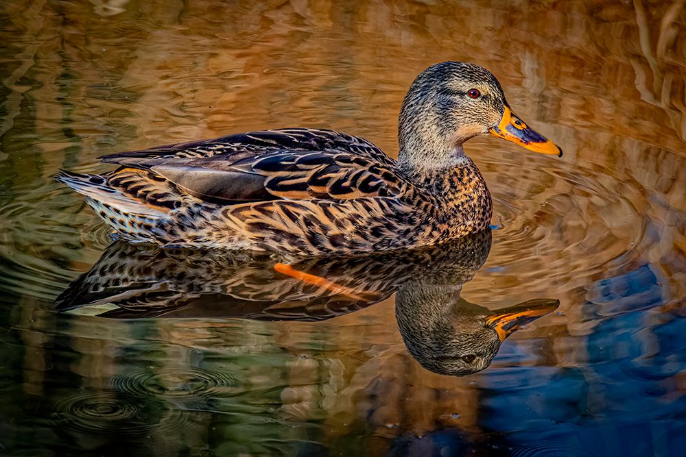 USA, Colorado, Fort Collins. Female American mallard duck in water. art print by Jaynes Gallery for $57.95 CAD