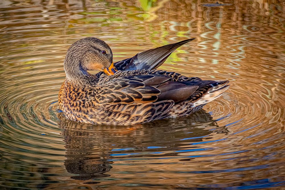 USA, Colorado, Fort Collins. Female American mallard duck in water. art print by Jaynes Gallery for $57.95 CAD