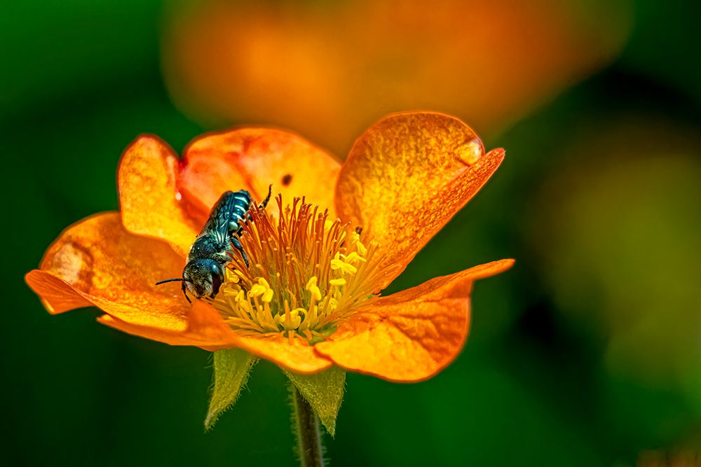 USA, Colorado, Fort Collins. Bicolored sweat bee on orange flower. art print by Jaynes Gallery for $57.95 CAD