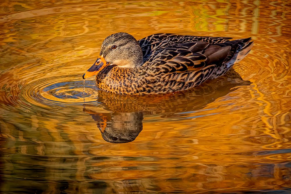 USA, Colorado, Fort Collins. Female American mallard duck in water. art print by Jaynes Gallery for $57.95 CAD