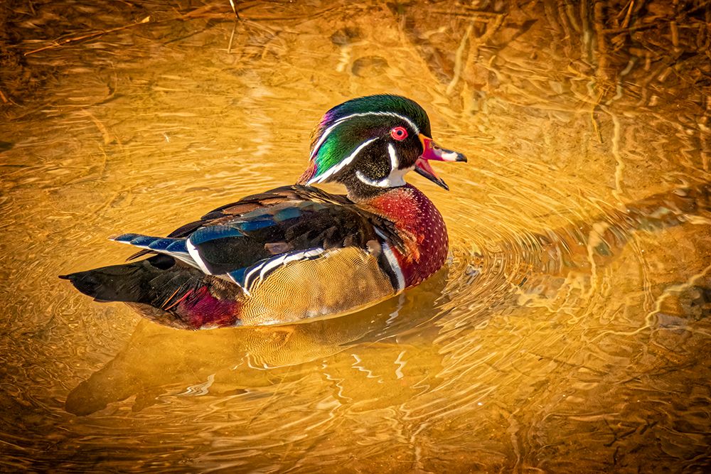 USA, Colorado, Fort Collins. American wood duck male in water. art print by Jaynes Gallery for $57.95 CAD