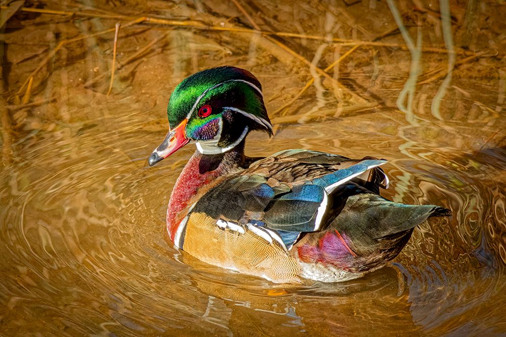 USA, Colorado, Fort Collins. American wood duck male in water. art print by Jaynes Gallery for $57.95 CAD