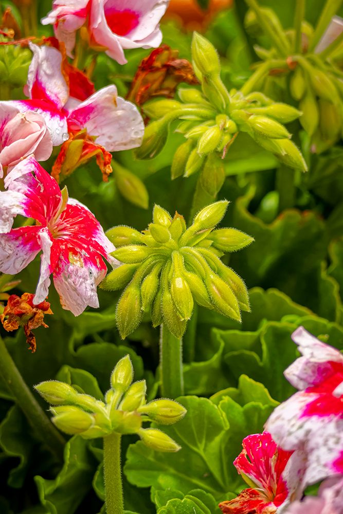 USA, Colorado, Fort Collins. Geranium flowers close-up. art print by Jaynes Gallery for $57.95 CAD