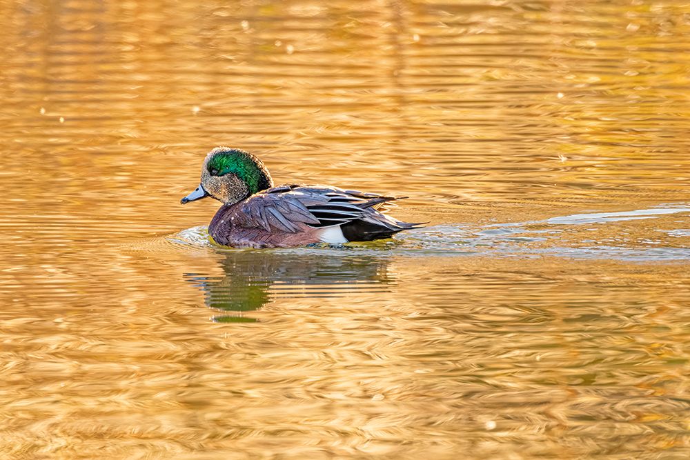 USA, Colorado, Fort Collins. Wigeon duck in water. art print by Jaynes Gallery for $57.95 CAD