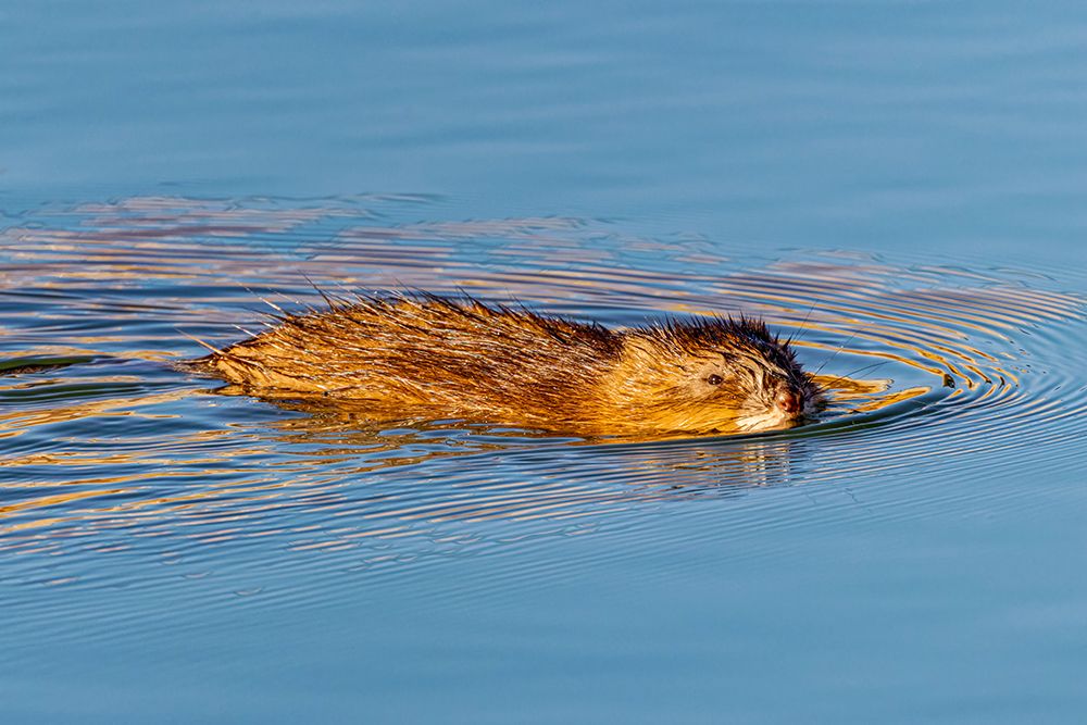 USA, Colorado, Fort Collins. Muskrat swimming in water. art print by Jaynes Gallery for $57.95 CAD