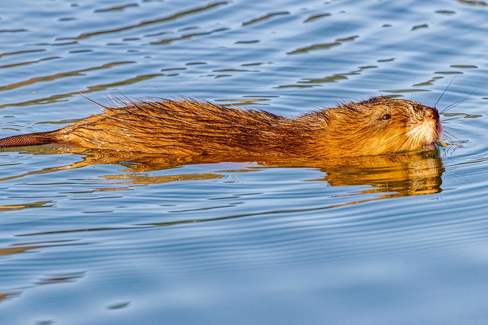 USA, Colorado, Fort Collins. Muskrat swimming in water. art print by Jaynes Gallery for $57.95 CAD