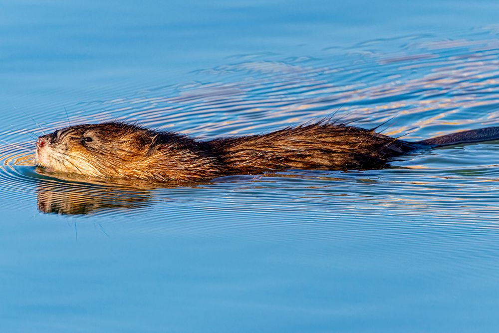 USA, Colorado, Fort Collins. Muskrat swimming in water. art print by Jaynes Gallery for $57.95 CAD