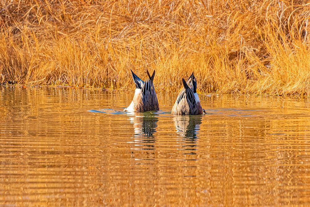 USA, Colorado, Fort Collins. American Wigeon duck. art print by Jaynes Gallery for $57.95 CAD