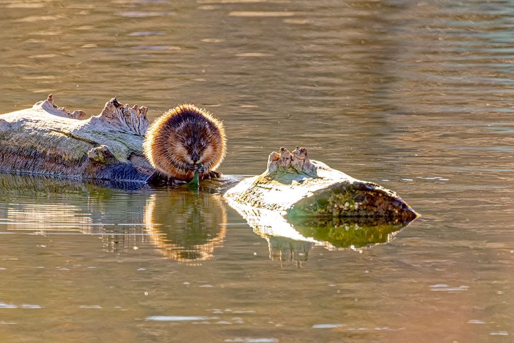 USA, Colorado, Fort Collins. Muskrat on log in water. art print by Jaynes Gallery for $57.95 CAD