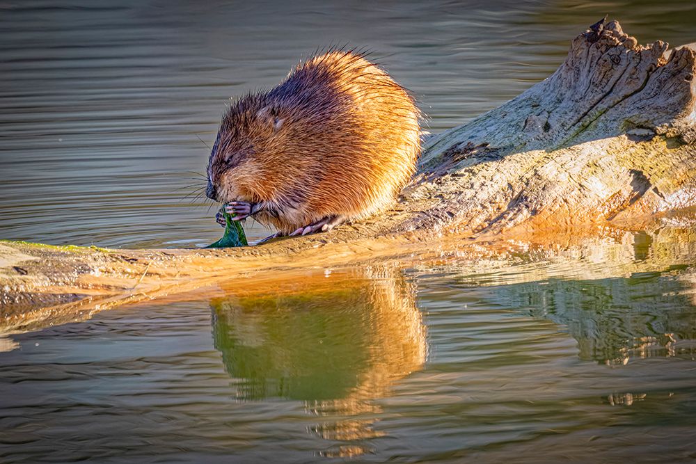 USA, Colorado, Fort Collins. Muskrat on log in water. art print by Jaynes Gallery for $57.95 CAD