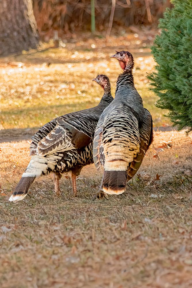 USA, Colorado, Loveland. Two female turkeys. art print by Jaynes Gallery for $57.95 CAD
