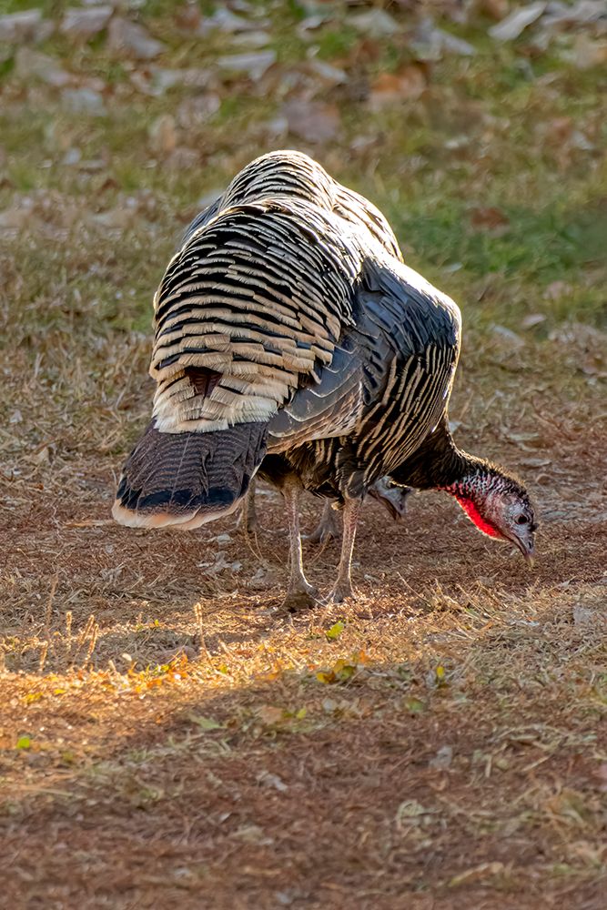 USA, Colorado, Loveland. Female turkey. art print by Jaynes Gallery for $57.95 CAD