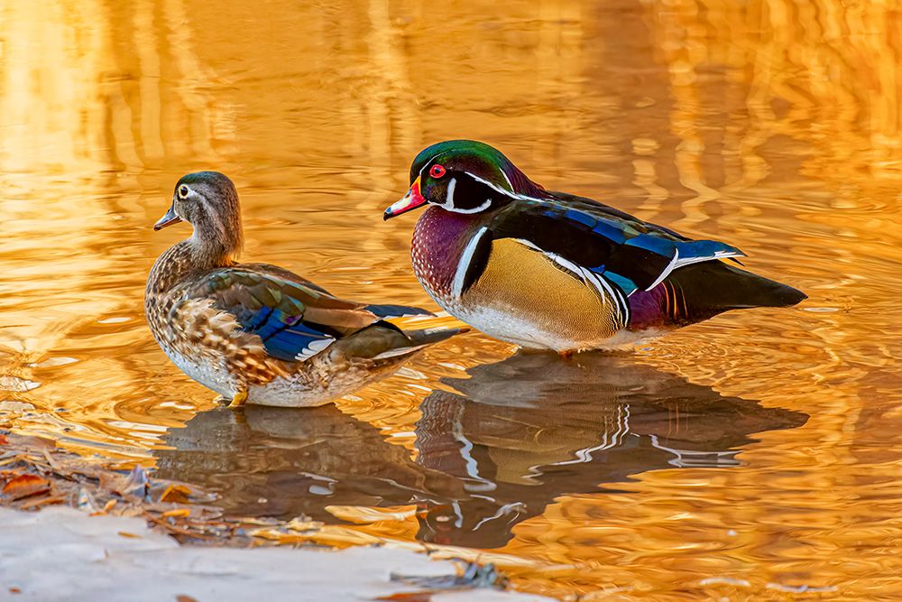 USA, Colorado, Fort Collins. American wood duck pair in water. art print by Jaynes Gallery for $57.95 CAD