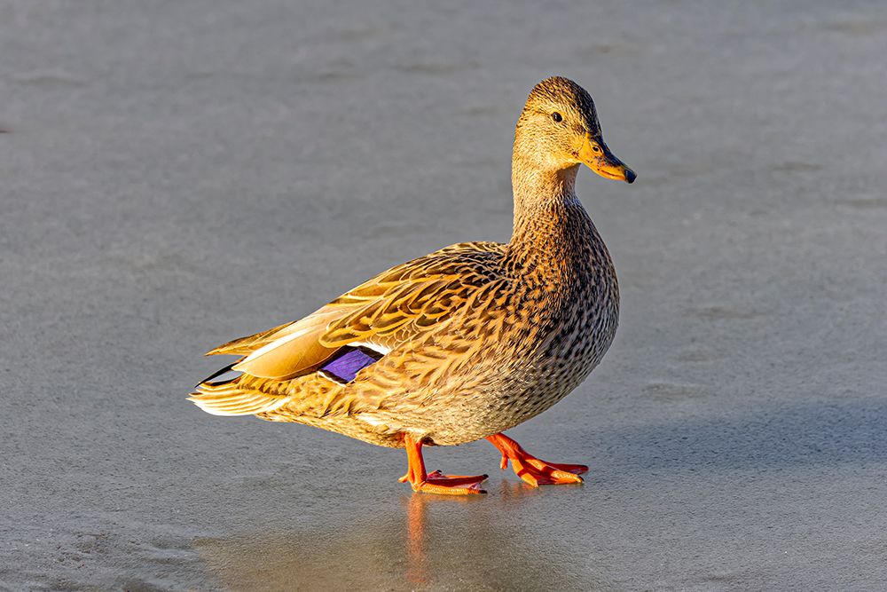 USA, Colorado, Fort Collins. Female mallard duck in water. art print by Jaynes Gallery for $57.95 CAD