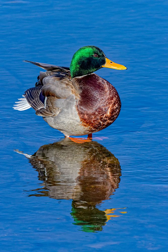 USA, Colorado, Fort Collins. Male mallard duck in water. art print by Jaynes Gallery for $57.95 CAD