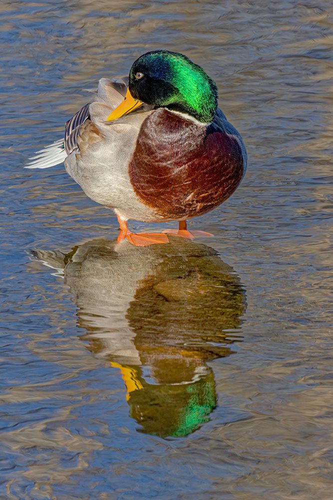 USA, Colorado, Fort Collins. Male mallard duck in water. art print by Jaynes Gallery for $57.95 CAD