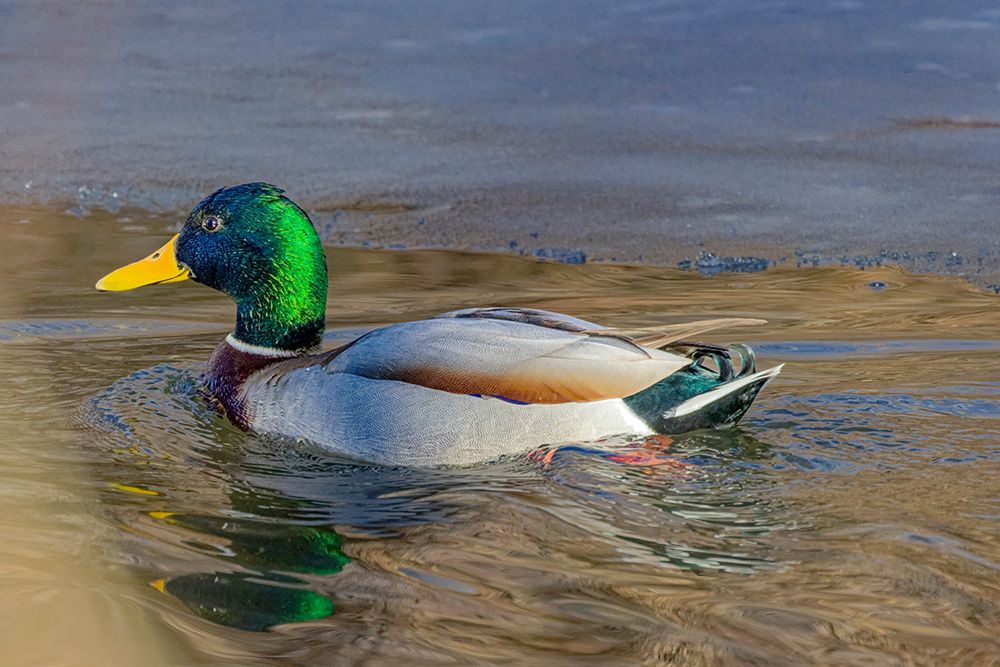 USA, Colorado, Fort Collins. Male mallard duck in water. art print by Jaynes Gallery for $57.95 CAD