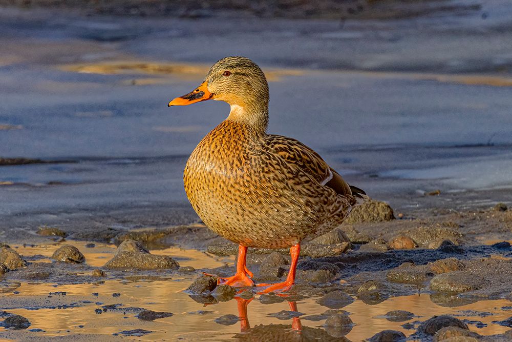 USA, Colorado, Fort Collins. Female American mallard duck in shallow water. art print by Jaynes Gallery for $57.95 CAD