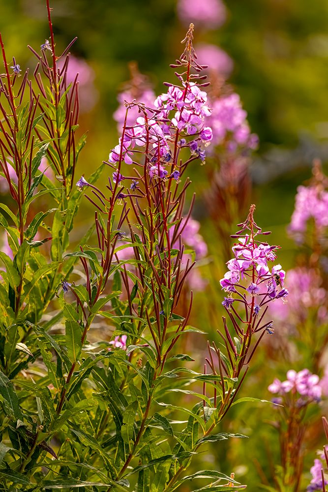 USA, Colorado, Gould. Close-up of fireweed flowers. art print by Jaynes Gallery for $57.95 CAD