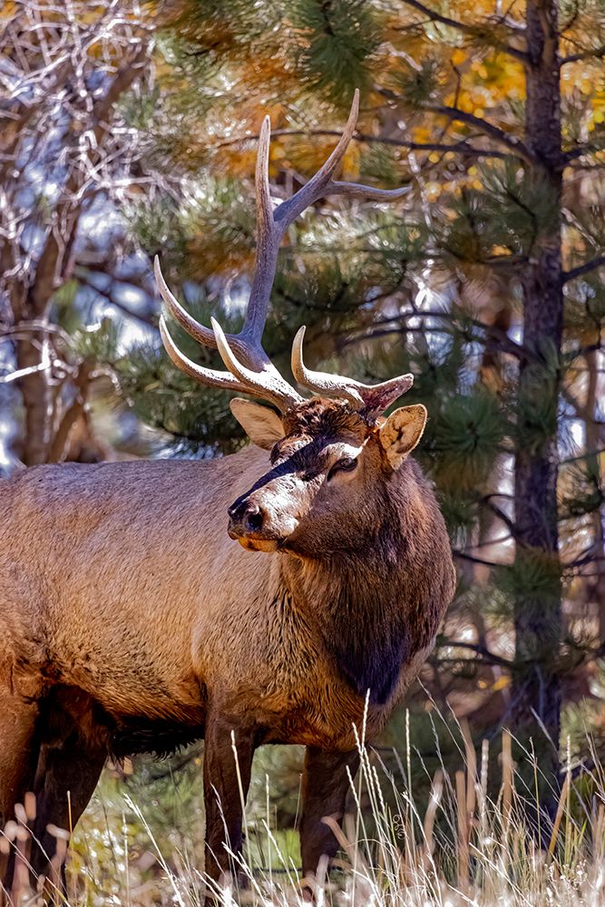 USA, Colorado, Rocky Mountain National Park. Male bull elk with broken antler. art print by Jaynes Gallery for $57.95 CAD