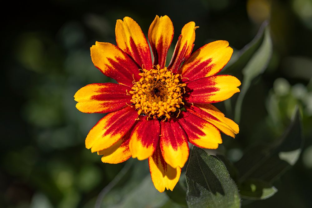 USA, Colorado, Fort Collins. Gaillardia flower close-up. art print by Jaynes Gallery for $57.95 CAD