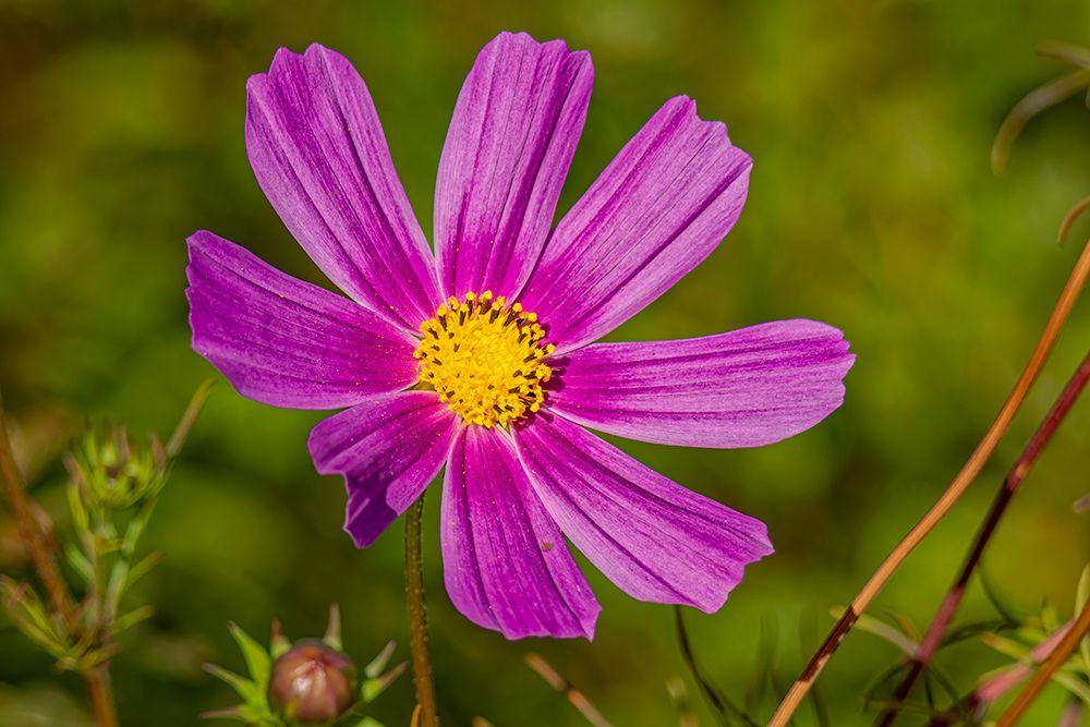 USA, Colorado, Fort Collins. Dahlia flower close-up. art print by Jaynes Gallery for $57.95 CAD