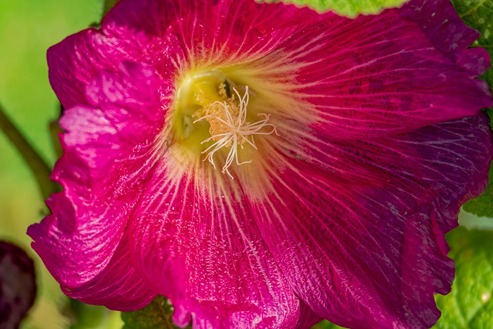 USA, Colorado, Fort Collins. Close-up of hibiscus flower. art print by Jaynes Gallery for $57.95 CAD