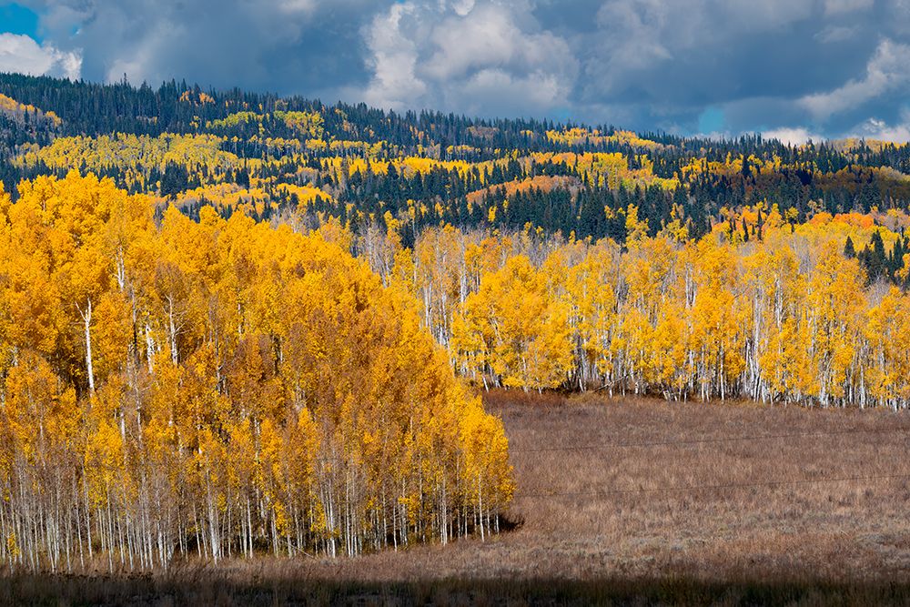 Fall aspens and conifers create a medley on this Colorado hillside-Colorado. art print by Betty Sederquist for $57.95 CAD